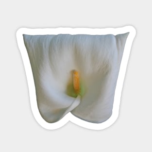 Square Shaped Calla Lily Flower Sticker